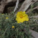 Hibbertia crinita - Photo (c) Ralph Foster, some rights reserved (CC BY-NC), uploaded by Ralph Foster