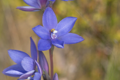 Thelymitra purpurata
