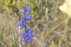 Thelymitra purpurata