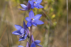Thelymitra purpurata