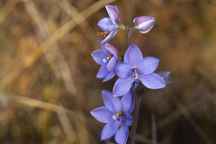 Thelymitra purpurata