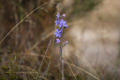 Thelymitra purpurata