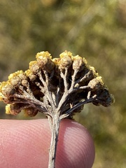 Helichrysum anomalum