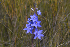 Thelymitra purpurata