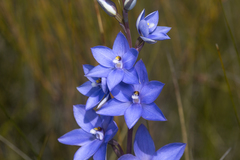 Thelymitra purpurata