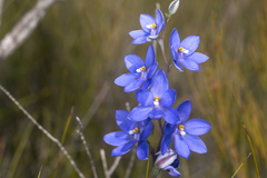 Thelymitra purpurata