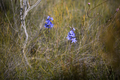 Thelymitra purpurata