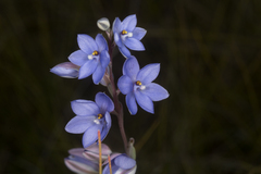 Thelymitra purpurata