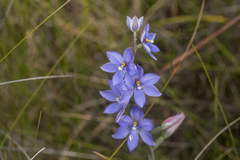 Thelymitra purpurata