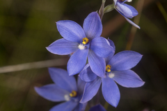 Thelymitra purpurata