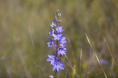 Thelymitra purpurata