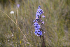 Thelymitra purpurata