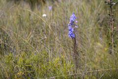 Thelymitra purpurata