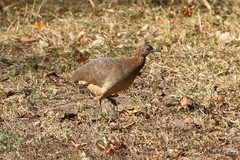 Crypturellus undulatus