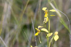 Diuris unica