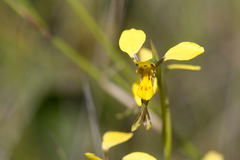 Diuris unica