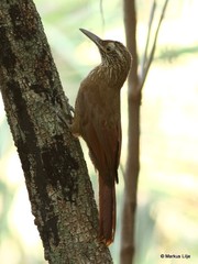 Dendrocolaptes platyrostris