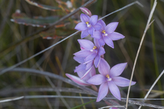Thelymitra purpurata