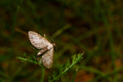 Eupithecia succenturiata