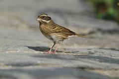 Tristram's Bunting photo 5