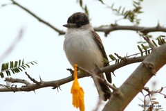 Xenopsaris albinucha