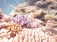 Pycnochromis dimidiatus