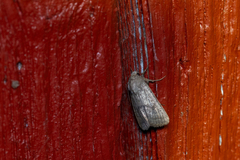 Protolampra sobrina
