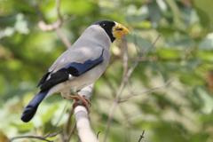 Japanese Grosbeak photo 2