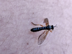 Dioctria cothurnata