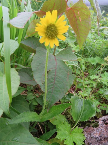 Image of Arnica unalaschcensis by (c) Marco Mussita, some rights reserved (CC BY)