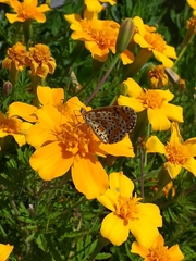 Melitaea didyma