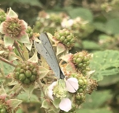 Celastrina argiolus