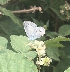 Celastrina argiolus