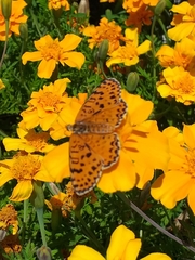Melitaea didyma
