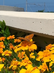 Melitaea didyma