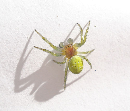 Cucumber Green Spider