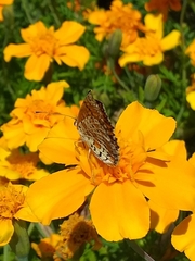 Melitaea didyma