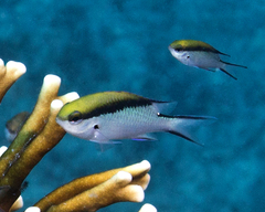 Chromis nitida