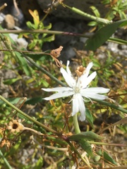 Silene fissipetala