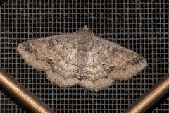 Ericeia sobria