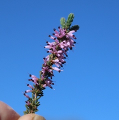 Erica inaequalis
