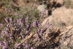 Erica inaequalis