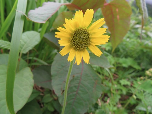 Image of Arnica unalaschcensis by (c) Marco Mussita, some rights reserved (CC BY)