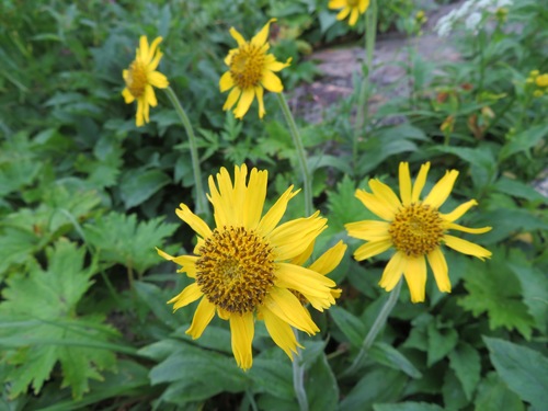 Image of Arnica unalaschcensis by (c) Marco Mussita, some rights reserved (CC BY)
