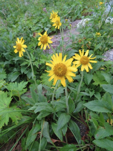 Image of Arnica unalaschcensis by (c) Marco Mussita, some rights reserved (CC BY)