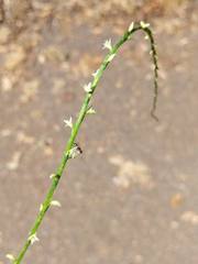 Persicaria virginiana