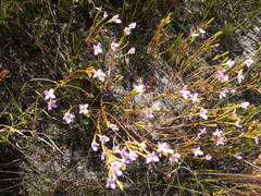 Lachnaea uniflora