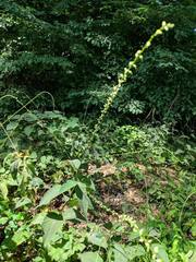 Persicaria virginiana
