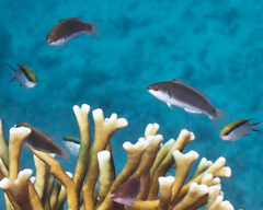 Cirrhilabrus punctatus