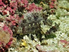 Centrogenys vaigiensis